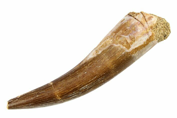 Fossil Plesiosaur (Zarafasaura) Tooth - Morocco #297921